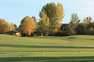 River Birch 2.jpg
