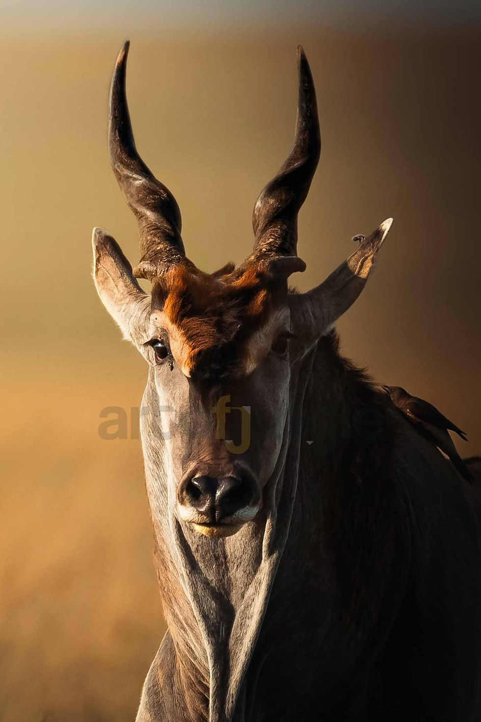 The Eland by www.artofjungle.com