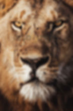 Legend Spearboy - Lion by www.artofjungle.com