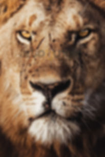 Legend Spearboy - Lion by www.artofjungle.com