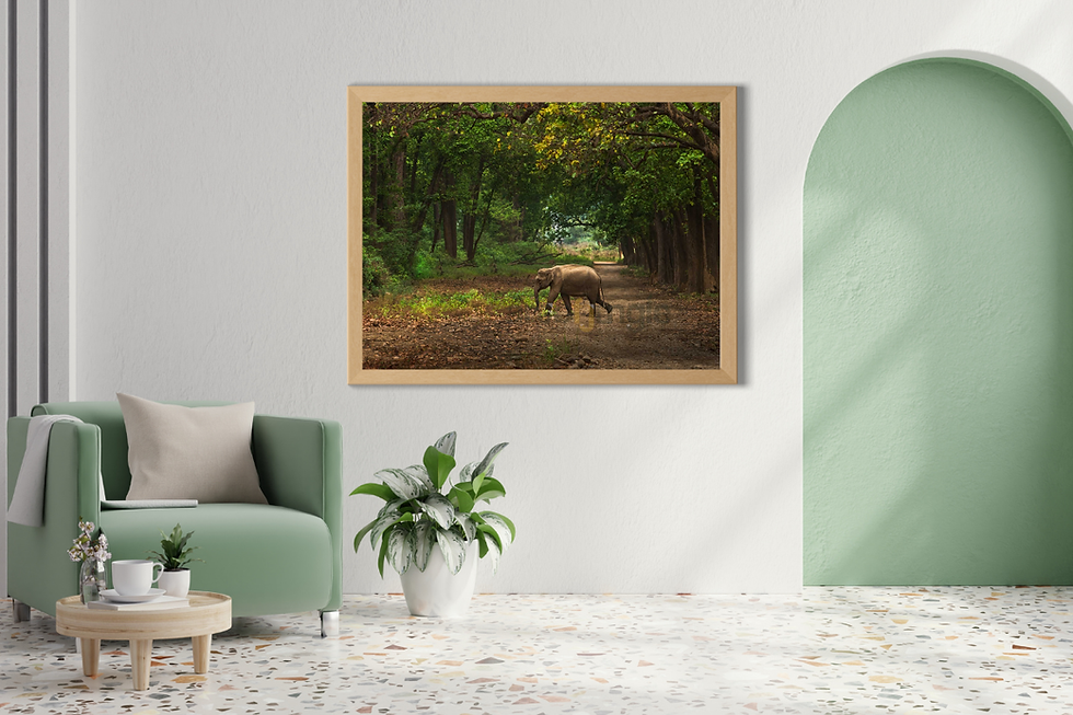 Thumbnail: The Elephant Forest