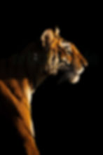 The Golden Tiger
by www.artofjungle.com