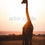 Thumbnail: Giraffe in Firelight by www.artofjungle.com