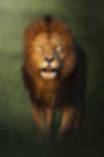 A Lion’s Stand by www.artofjungle.com