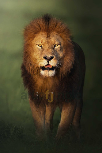 A Lion's Stand | Artofjungle