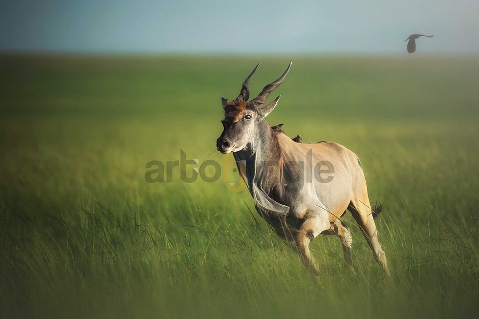 The Eland by www.artofjungle.com