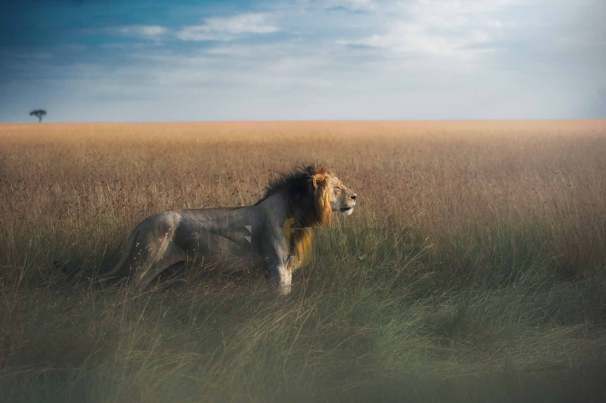 The Lion King by www.artofjungle.com