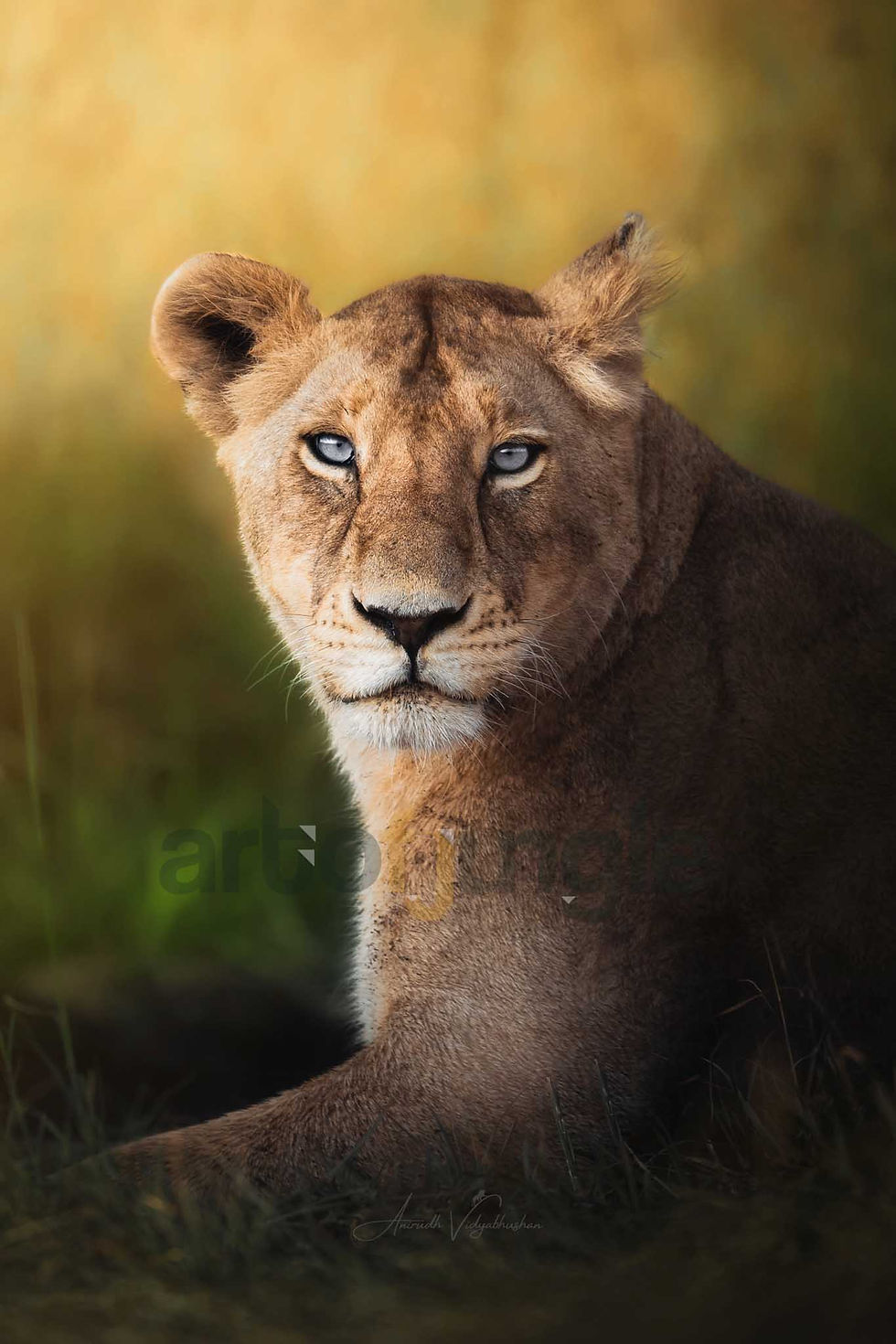 Lioness Gaze by www.artofjungle.com