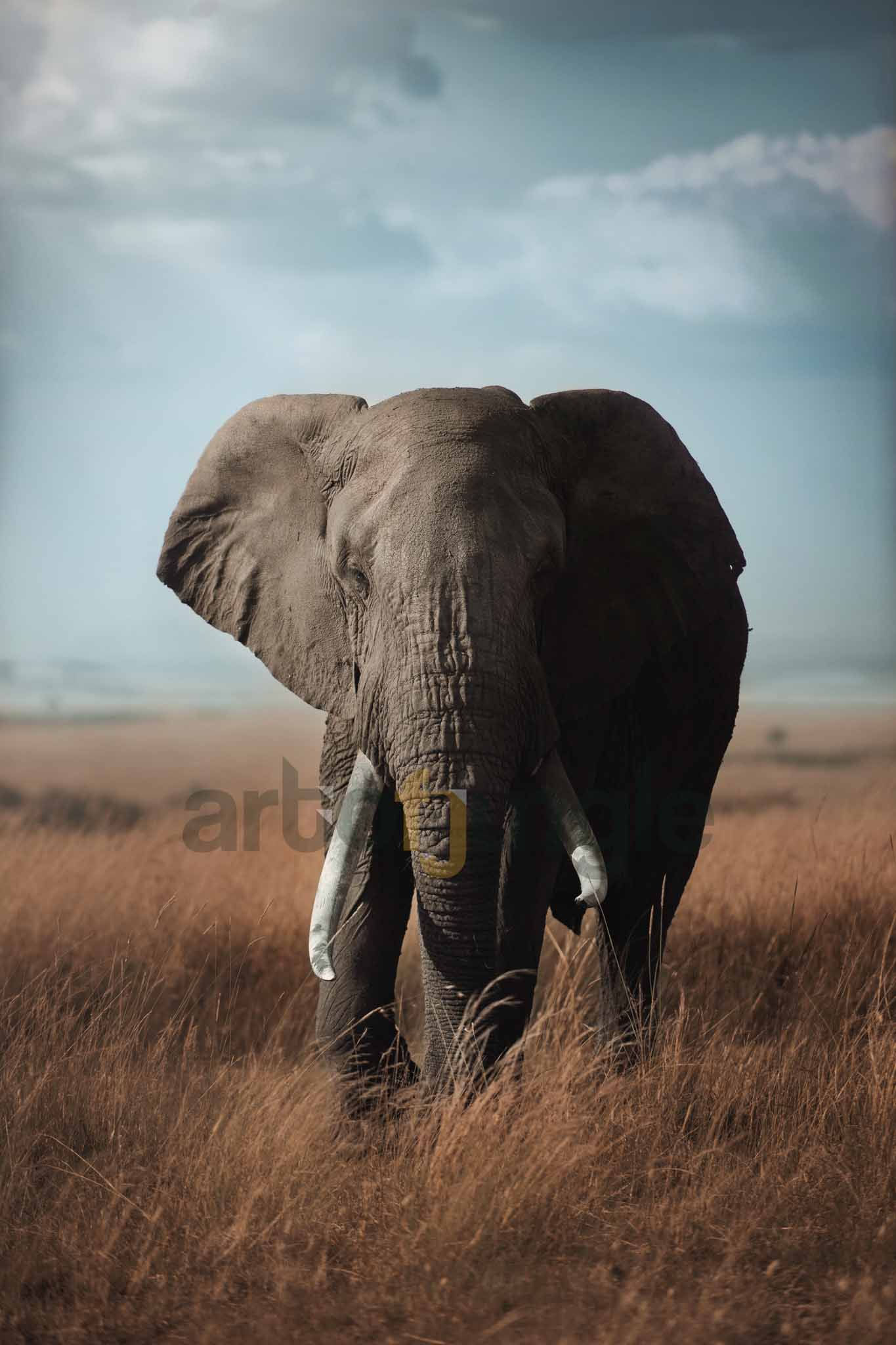 The African Bull Elephant by www.artofjungle.com