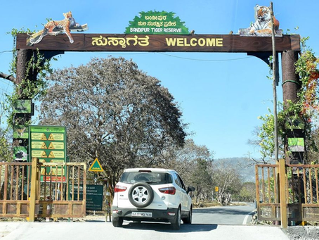Discover Bandipur National Park: A Wildlife Sanctuary in Karnataka