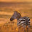 Thumbnail: Ethereal Zebra by www.artofjungle.com