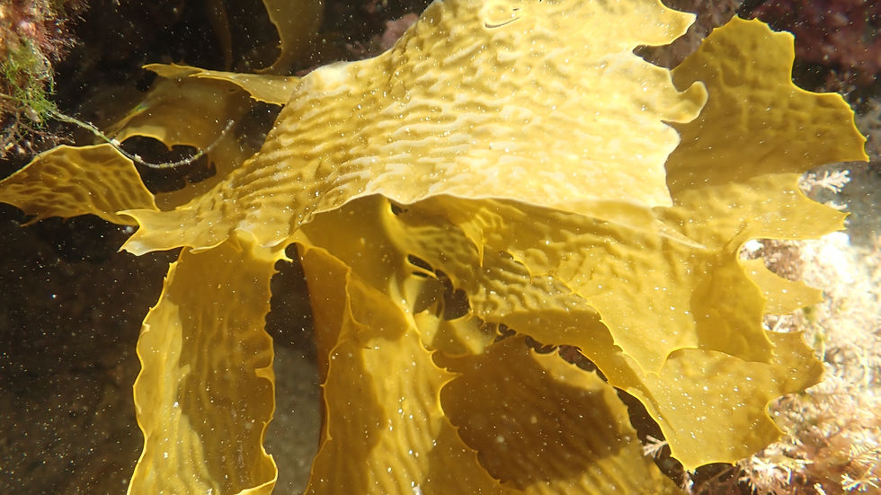 Golden brown seaweed floating growing in water.