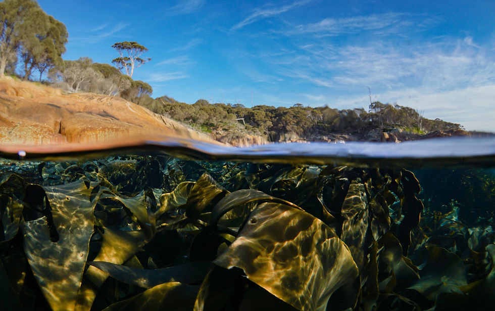 A split shot showing seaweed below the water and blue sky and trees above