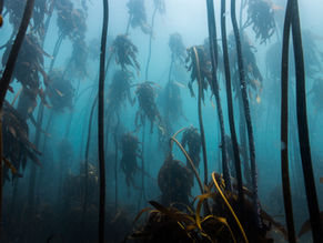 A day to celebrate the world's kelp forests