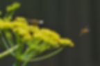 ree