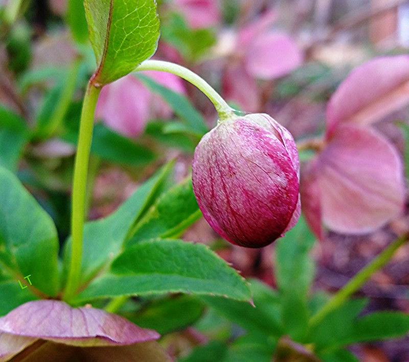 Can perennials survive the winter in pots?