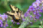 ree