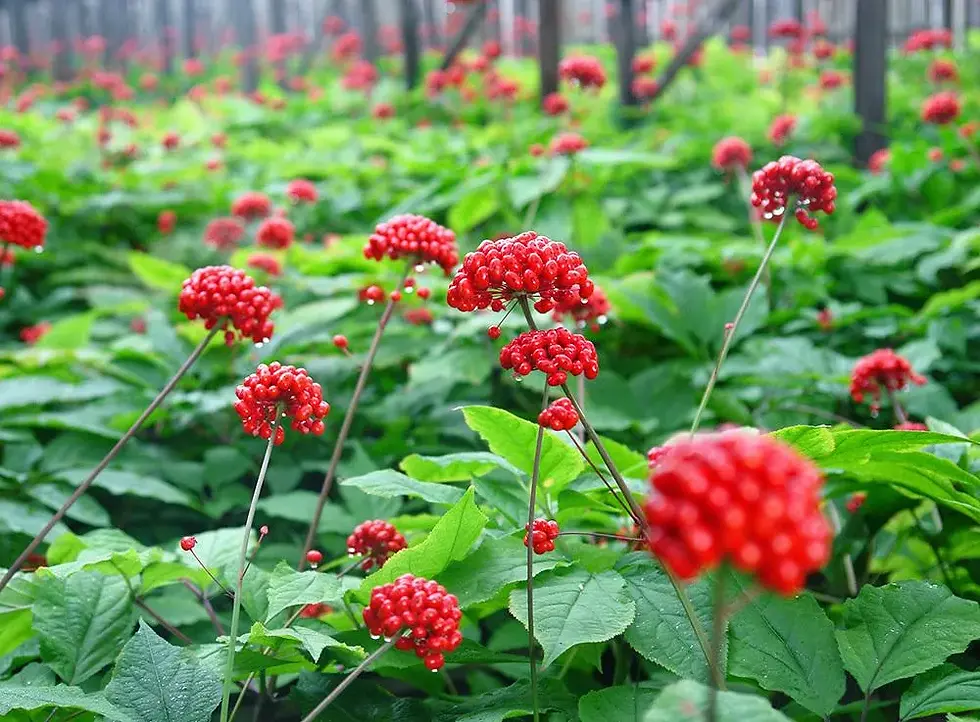 人参-Ginseng