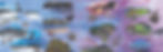 ABED_Banner_4Leona.jpg