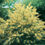 Thumbnail: Wattle - Acacia Floribunda 140mm pot