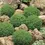 Thumbnail: Hebe Emerald Green - 140mm pot