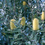 Thumbnail: Banksia integrifolia - Coast Banksia - 140mm pot