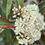 Thumbnail: Photinia Robusta 400mm pot