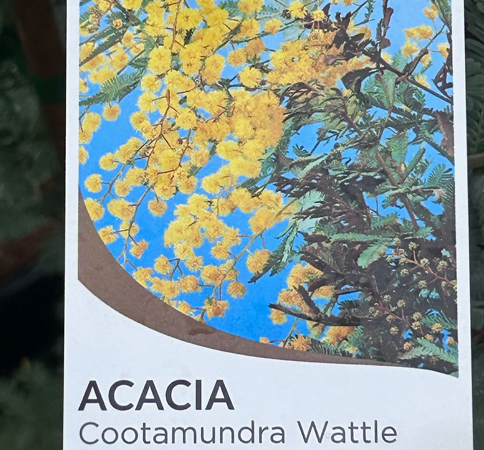 Thumbnail: Wattle - Acacia baileyana - Cootamundra Wattle 300mm AP pot