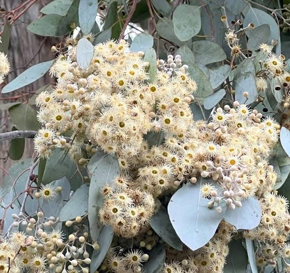 Eucalyptus Red Box Gum - 300mm AP pot