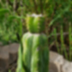 A48-01 - TPM x Pachanoi (Crested Revert)