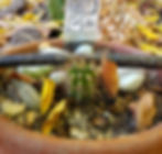 B60 - SS02 x E. peruviana Sierra Blue