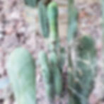 A72 - Monstrose Bridgesii Long Form (aka Clone A)