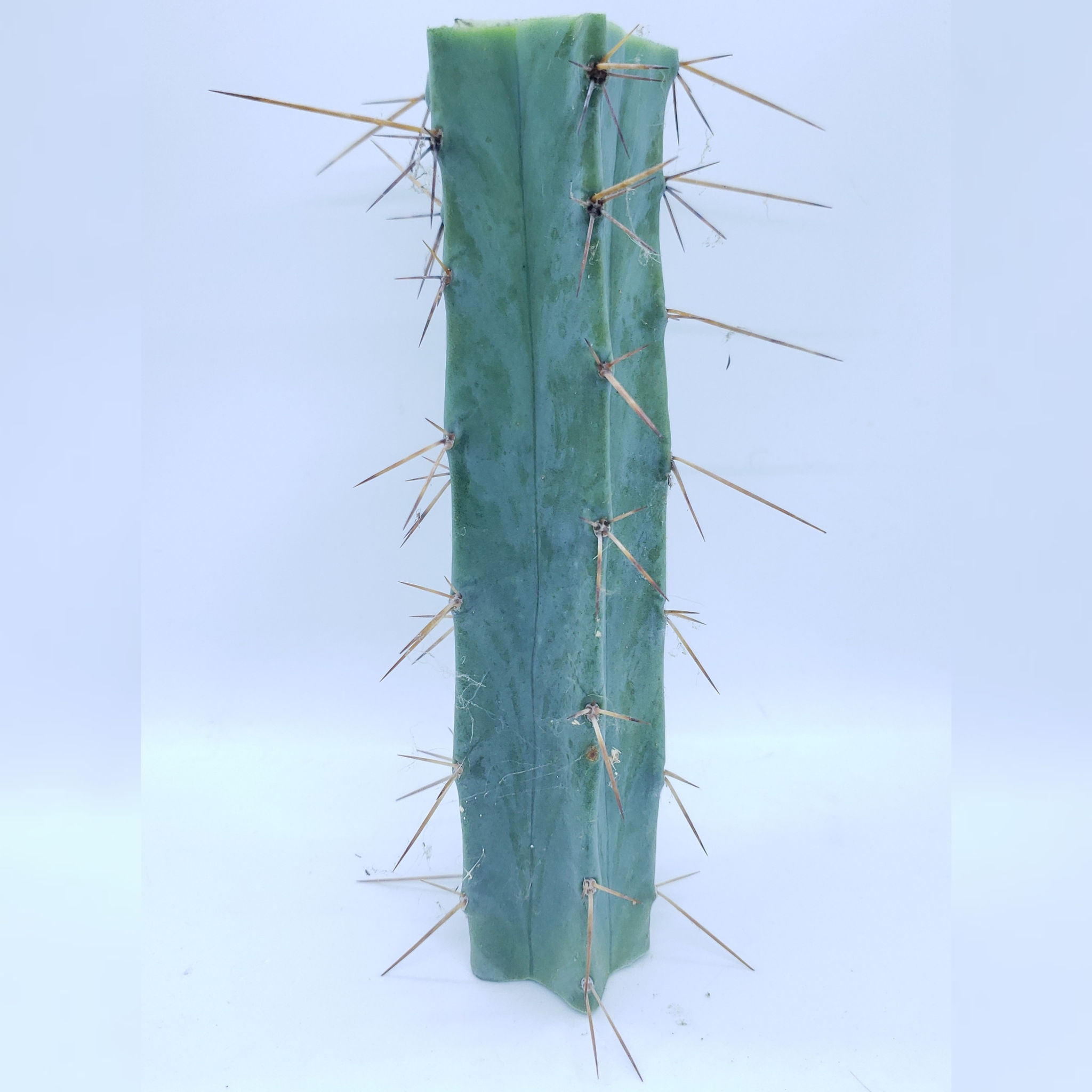 6.5in Cactus Kate's (Verne's) Long Spine Bridgesii (A22)