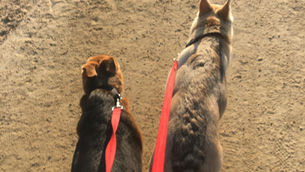 August 25-Following the Lead Dog