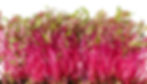 Beet-Microgreens2.jpg