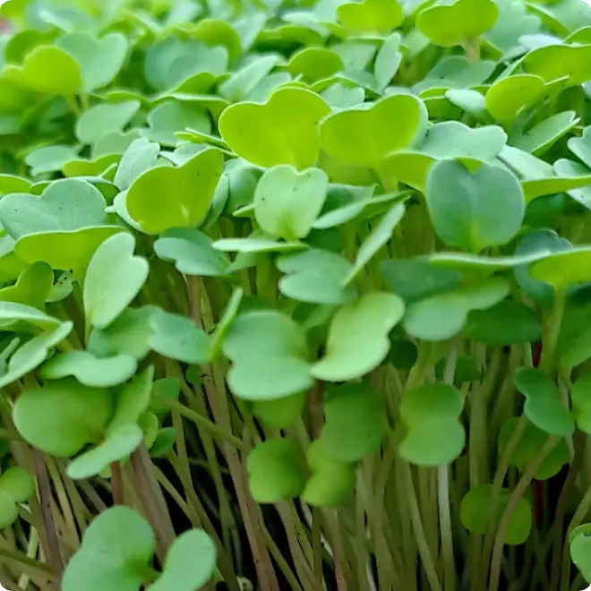 Arugula_Microgreens.webp
