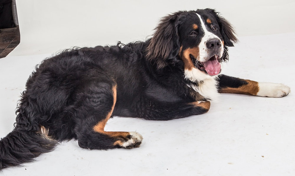 BARKING WHEN DOORBELL RINGS