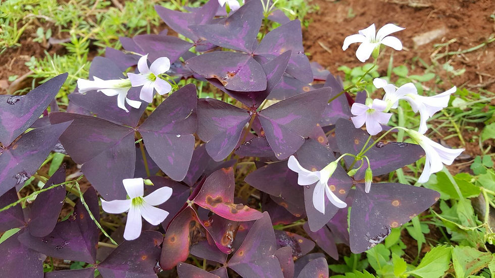 Plants/Flowers @ Phu Chee Fa Resort