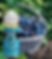VAPETASIA Blue Razz