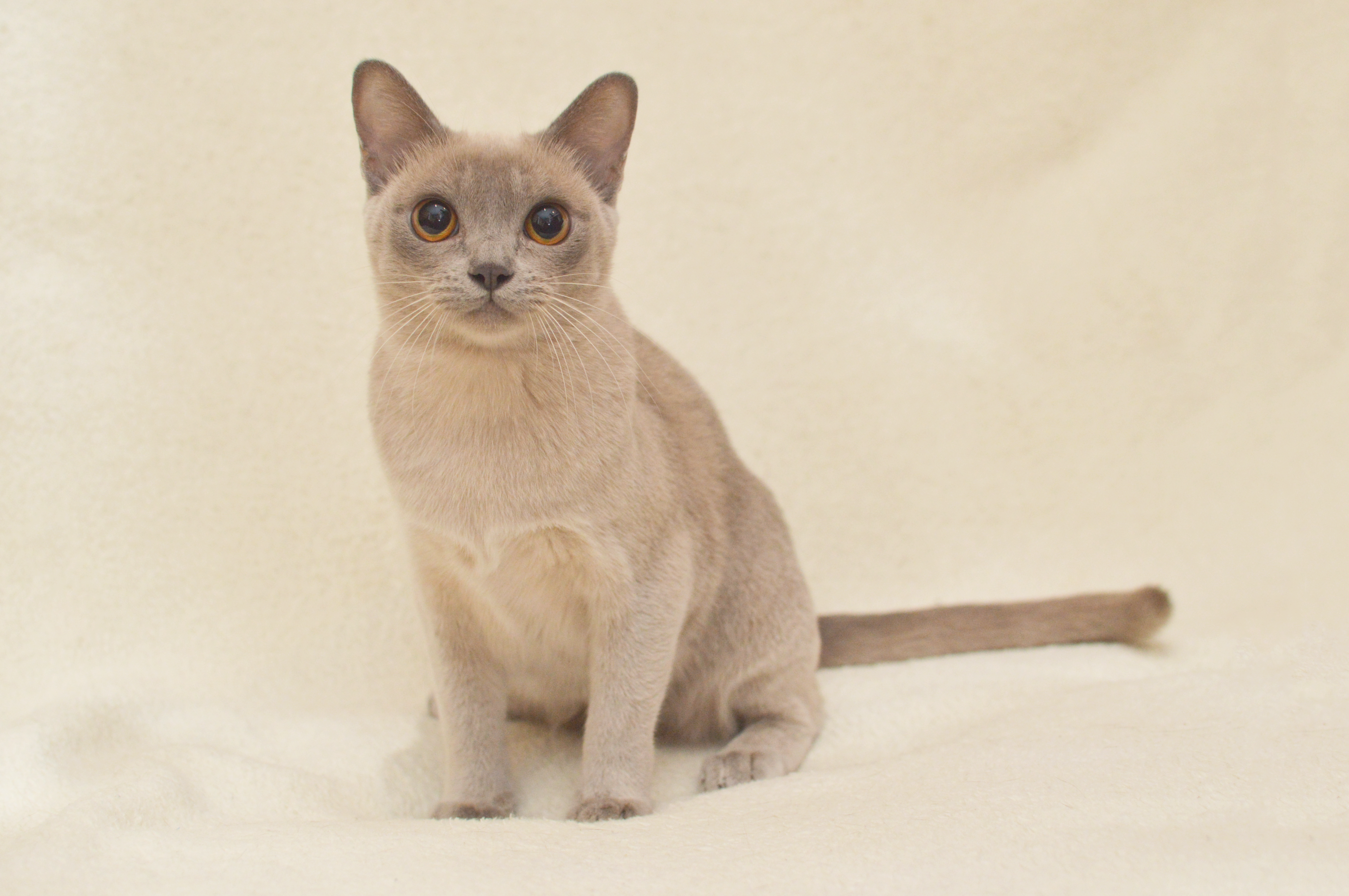 Бурманская Кошка Купить Из Питомника