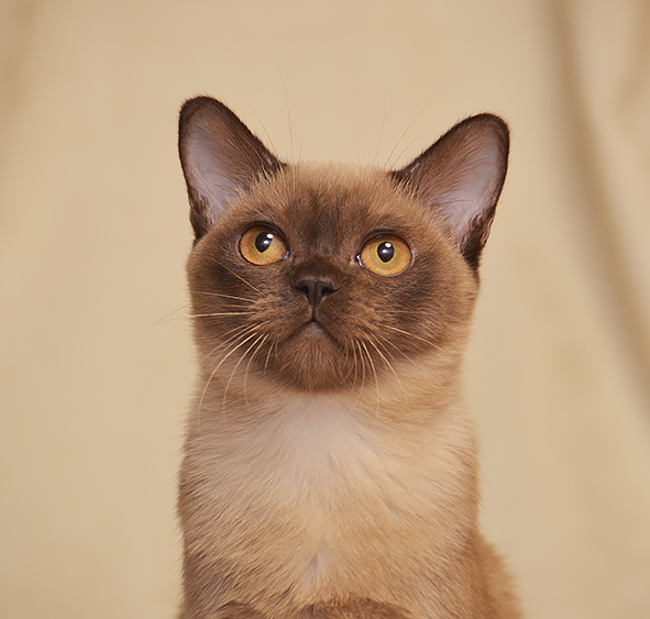 Бурманская Кошка Купить Из Питомника