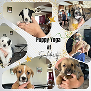 Puppy Yoga at Soulidarity.png