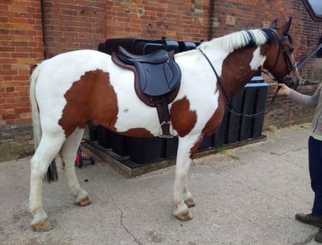 Photos for a Saddle Adjustment. 2) Take the side on photo with a pad if you’re using anything other than a thin cotton pad as pictured. Stood fairly square on level ground with head and neck in “neutral”. If you only use a thin cotton numnah then the photo is better taken without it. The saddle must be firmly girthed up.