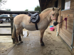 AH Saddles Customer Gallery 11