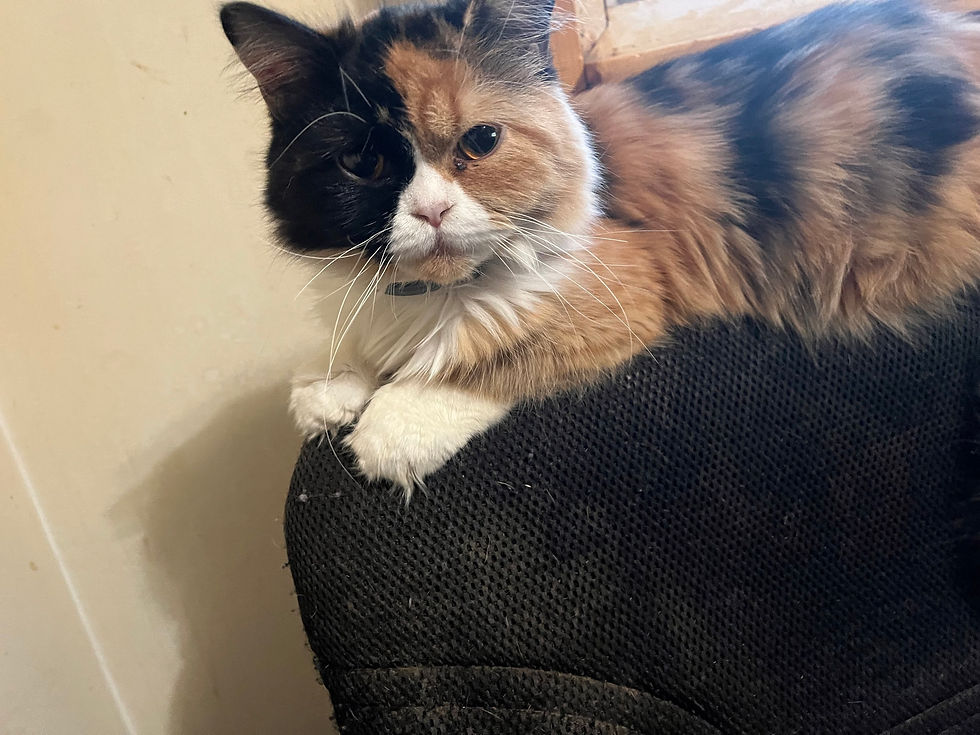 Thumbnail: Paws & Mittens  Munchkins Minuet & Persian Kittens