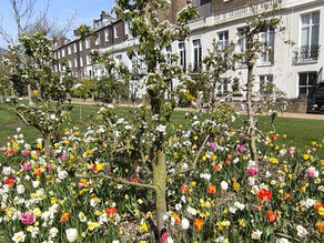 It’s peak tulip time in the Garden!