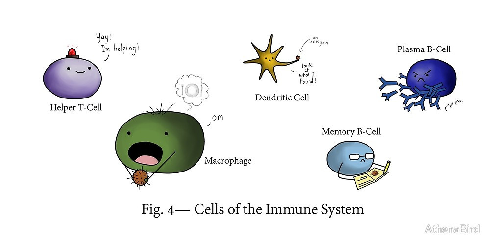 Les cellules du système immunitaire