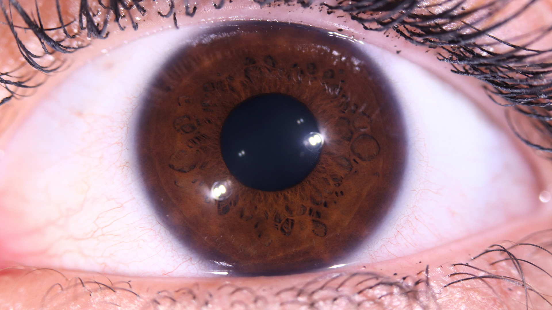 Iris marron