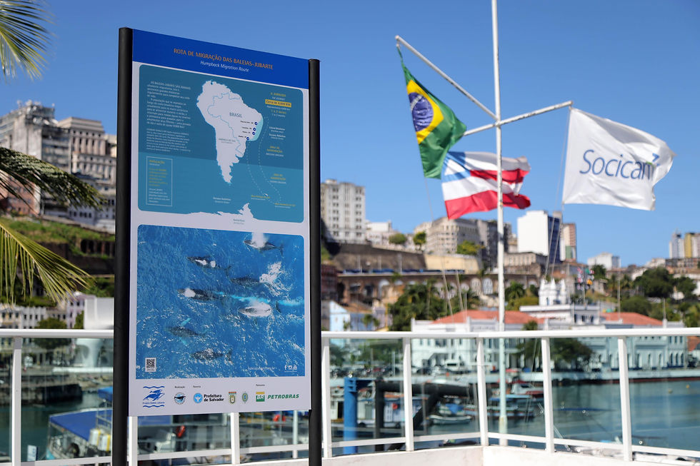 Temporada de baleias jubarte tem alta de 20% em Salvador