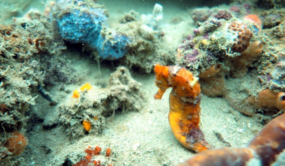 Baía de Todos os Santos vai ganhar um novo Parque Marinho da Cidade Baixa